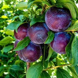 Слива Анжелина (С7)