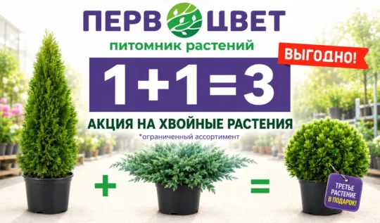 СЦ Первоцвет — официальный сайт