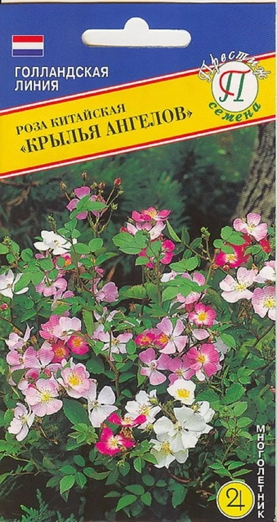 Семена Роза (Престиж) Крылья Ангелов