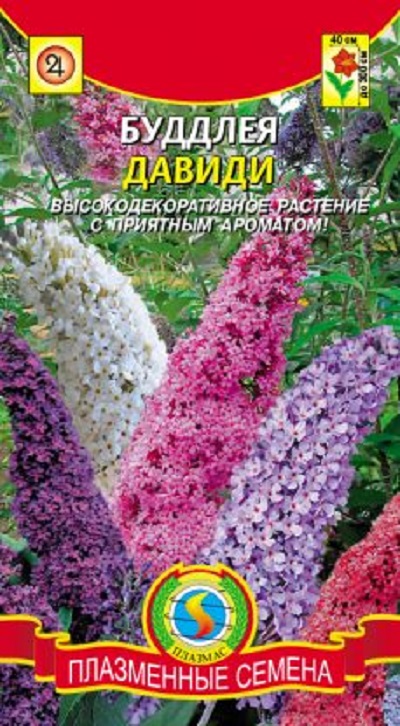 Семена Буддлея (Плазма) Давиди