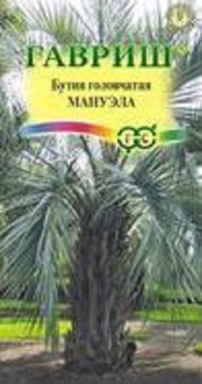 Семена Бутия (Гавриш) Мануэла