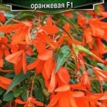 040f3fe2acd12db75c3b367cf7b64478