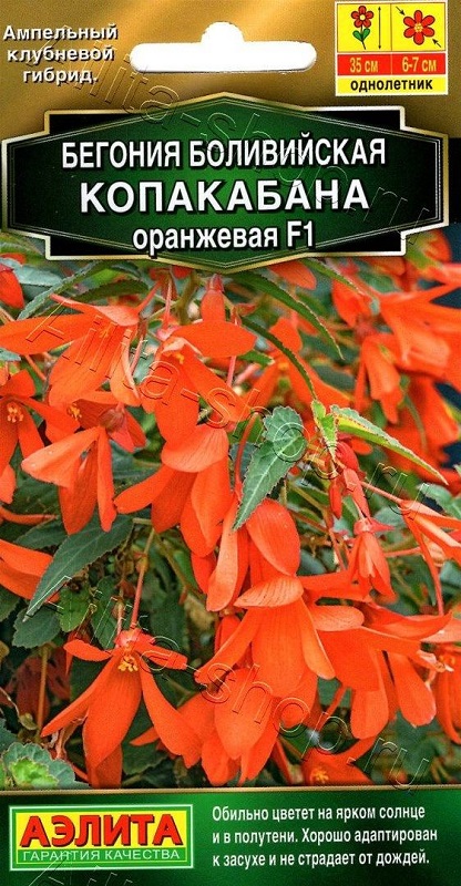 Семена Бегония (Аэлита) Копакабана оранжевая 5шт