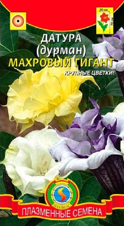 Семена Датура (Дурман) (Плазма) Махровый гигант