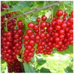 0f48bc0436fe4febb6b60a1c022d9d1b