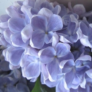 Сирень Ладога (С3) (СП)