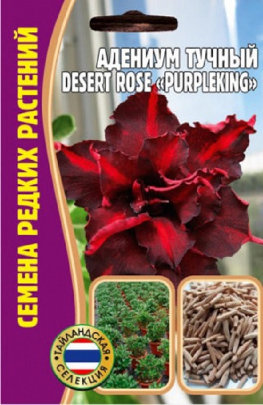 Семена Адениум (Редкие семена) Багровеющий (Purpleking) 3шт