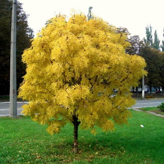 Ясень Ауреа (150-175)