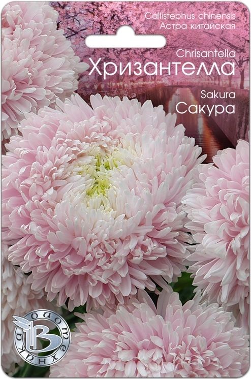 Семена Астра (Биотехника) Хризантелла Сакура 30шт