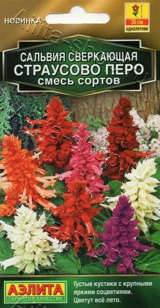 Семена Сальвия (Аэлита) Страусовое перо 0,1г