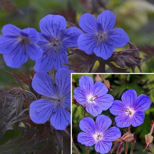 Герань Кайя (С1,6) (СП) гималайская