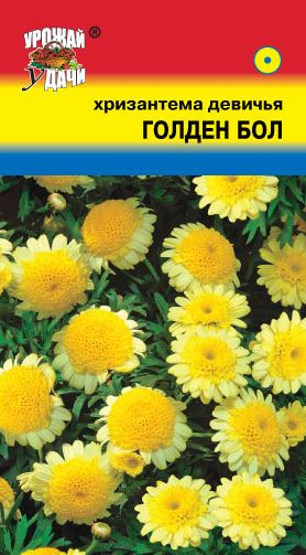 Семена Хризантема (Урожай Удачи) Гольден Бол