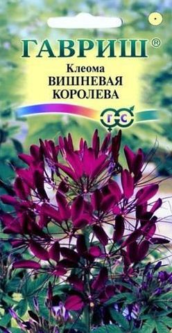 Семена Клеома (Гавриш) Вишневая королева 0,3г