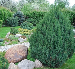 Ель Карел сербская