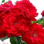 32dea324a6f5c27f90d6cdccec7a0ea2