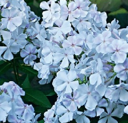Флокс РС Небеса (С1.6) (СП) метельчатый