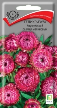 Семена Гелихризум (Поиск) Королевский размер малиновый 0,1гр