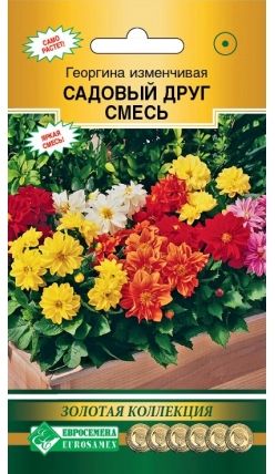 Семена Георгина (Eurosamen) Садовый друг 10шт