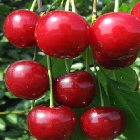 Вишня Десертная Морозовой (Логри) (С25) (СП) 3года