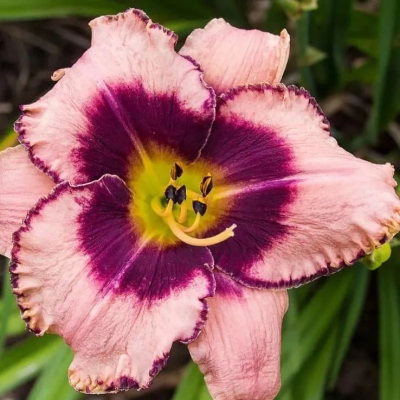 Лилейник Дэринг Дисепшн (С3) (СП)