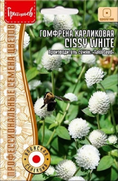 Семена Гомфрена Сисси Уайт (Cissy white) (Редкие Семена) 4шт