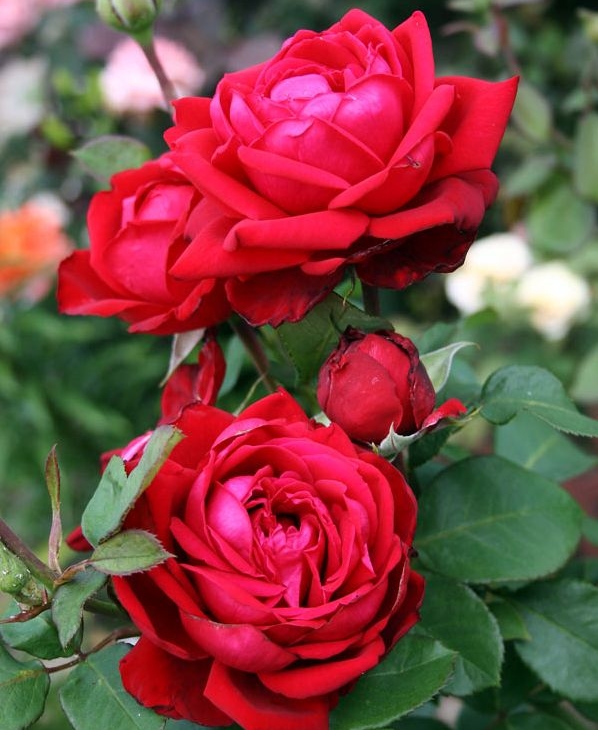 45f0c52fda6c880d79380f7315b44458