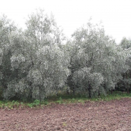 Ива белая серебристая (С4) (СП)