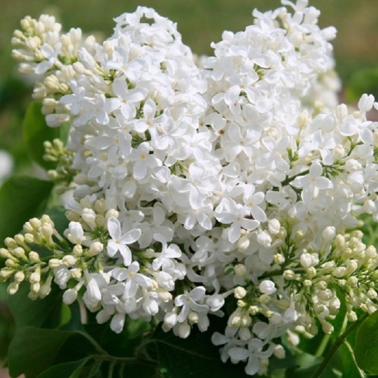 Сирень Маленький Принц (120-150)