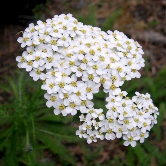 Тысячелистник Уайт Бьюти (С1,5) (СП)