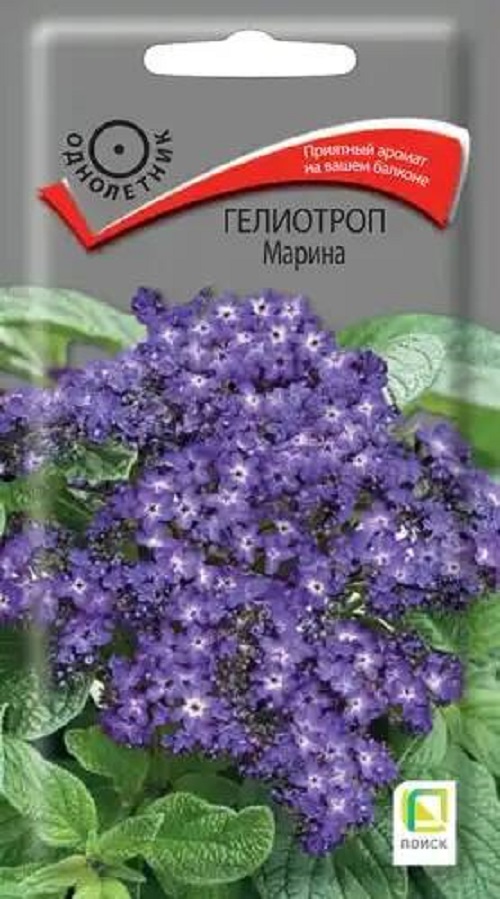 Семена Гелиотроп (Поиск) Марина