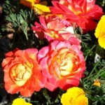 5aaa6e21bee5ae54ed58ecb327239e15