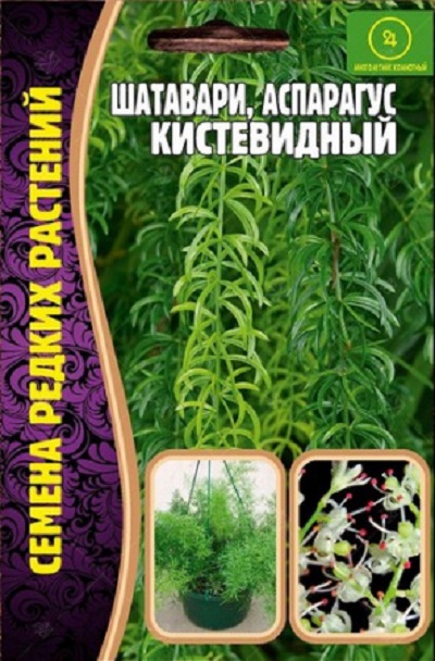 Семена Шатавари (Редкие Семена) Аспарагус Кистевидный 7шт