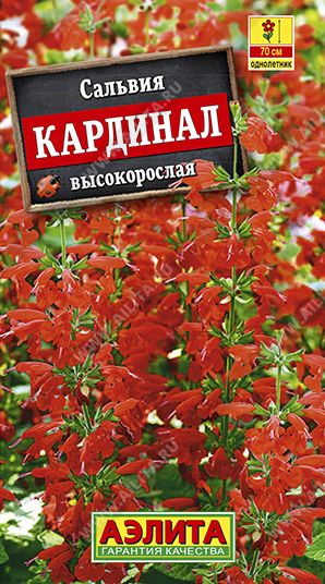 Семена Сальвия (Аэлита) Кардинал 0,1гр