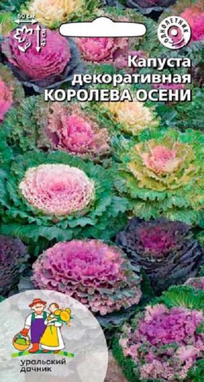 Семена Капуста декор. (УДачник) Королева осени