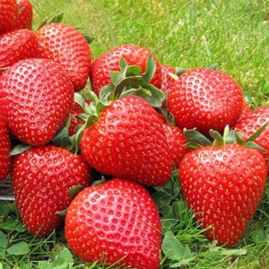 Земляника Элиане ранний сорт