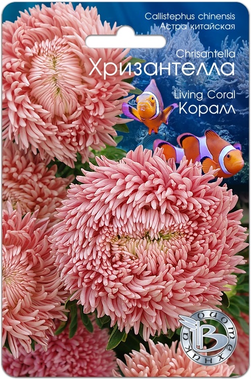 Семена Астра Хризантелла (Биотехника) Коралл 30шт