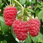 6c3b38e087deabd2b9eba373c0bec8e8