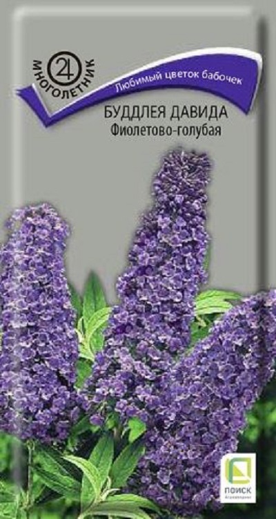 Семена Буддлея (Поиск) Давида Фиолетово-голубая