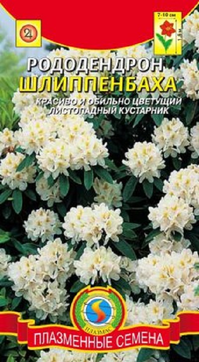 Семена Рододендрон (Плазма) Шлиппенбаха