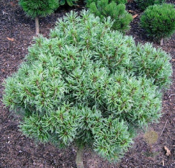 725098c78109acbce633dd9702ee8434