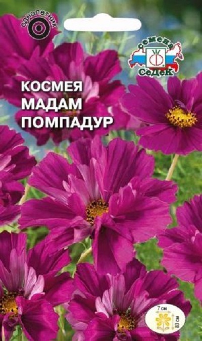 Семена Космея (Седек) Мадам Помпадур 0,04г