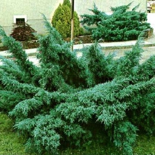 Можжевельник Пфитцериана средний