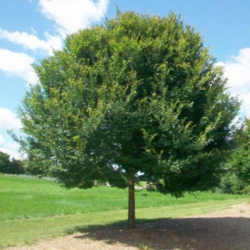 Вяз мелколистный (140-160)