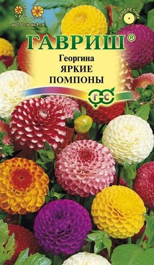 Семена Георгина (Гавриш) Яркие помпоны