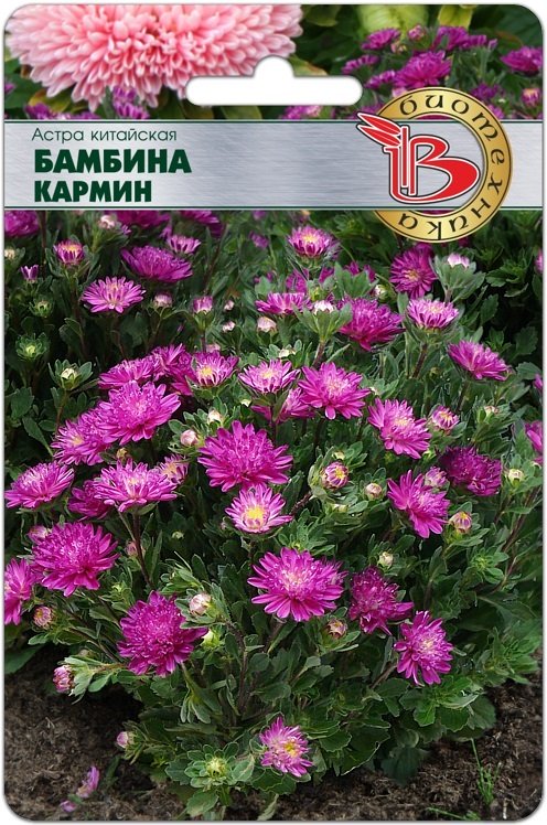 Семена Астра Бамбина Кармин (Биотехника) 20шт
