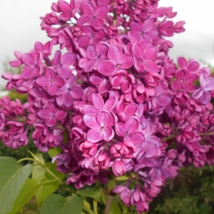 Сирень Знамя Ленина (С3) (СП)