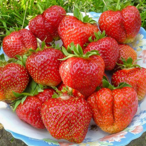 Земляника Лорд среднепоздний сорт