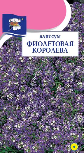 Семена Алиссум (Урожай Удачи) Фиолетовая Королева 0,1г