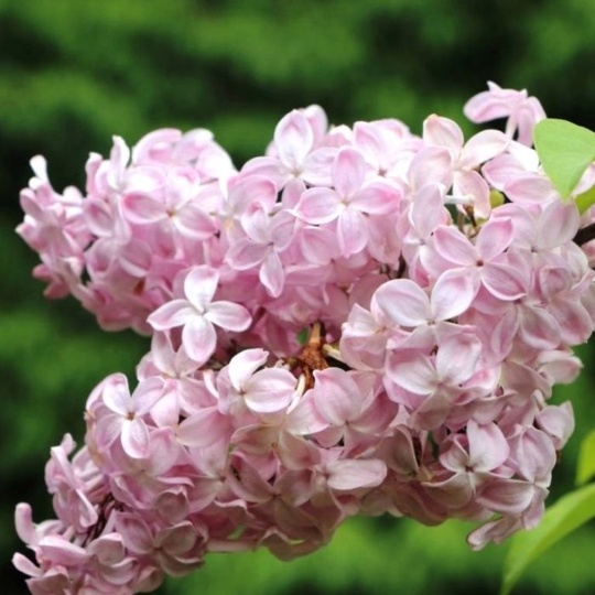 Сирень Вечерний звон (С4) (СП)