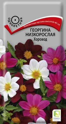 Семена Георгина (Поиск) Хоровод
